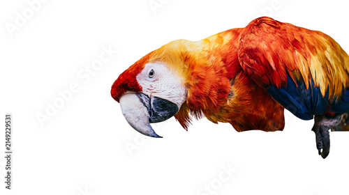 Fotografie Scarlet Macaw parrot head and body vibrant feathers