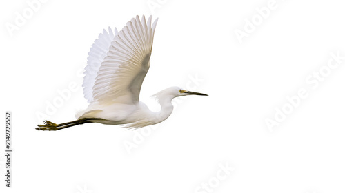 Fotografie White egret bird in flight with wings spread