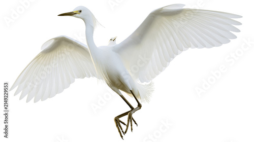 Obraz na plátně White egret bird with wings spread wide, showing delicate feathers