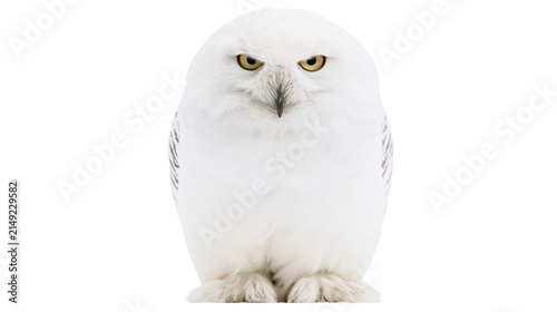 Konstfotografi Snowy owl with yellow eyes and grey markings