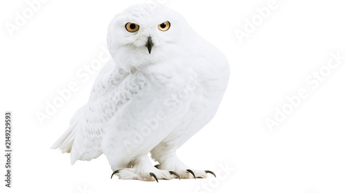 Fotografía Snowy owl with bright yellow eyes and sharp claws