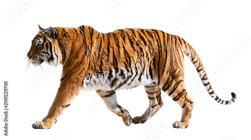 Fotografie Tiger walking with orange and black stripes