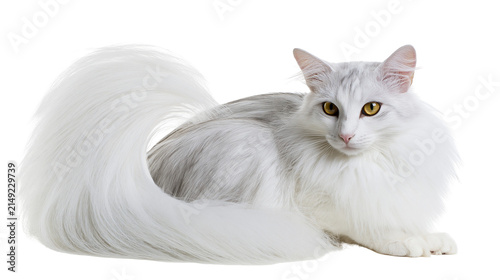 Konstfotografi Fluffy white cat with yellow eyes and grey tabby markings