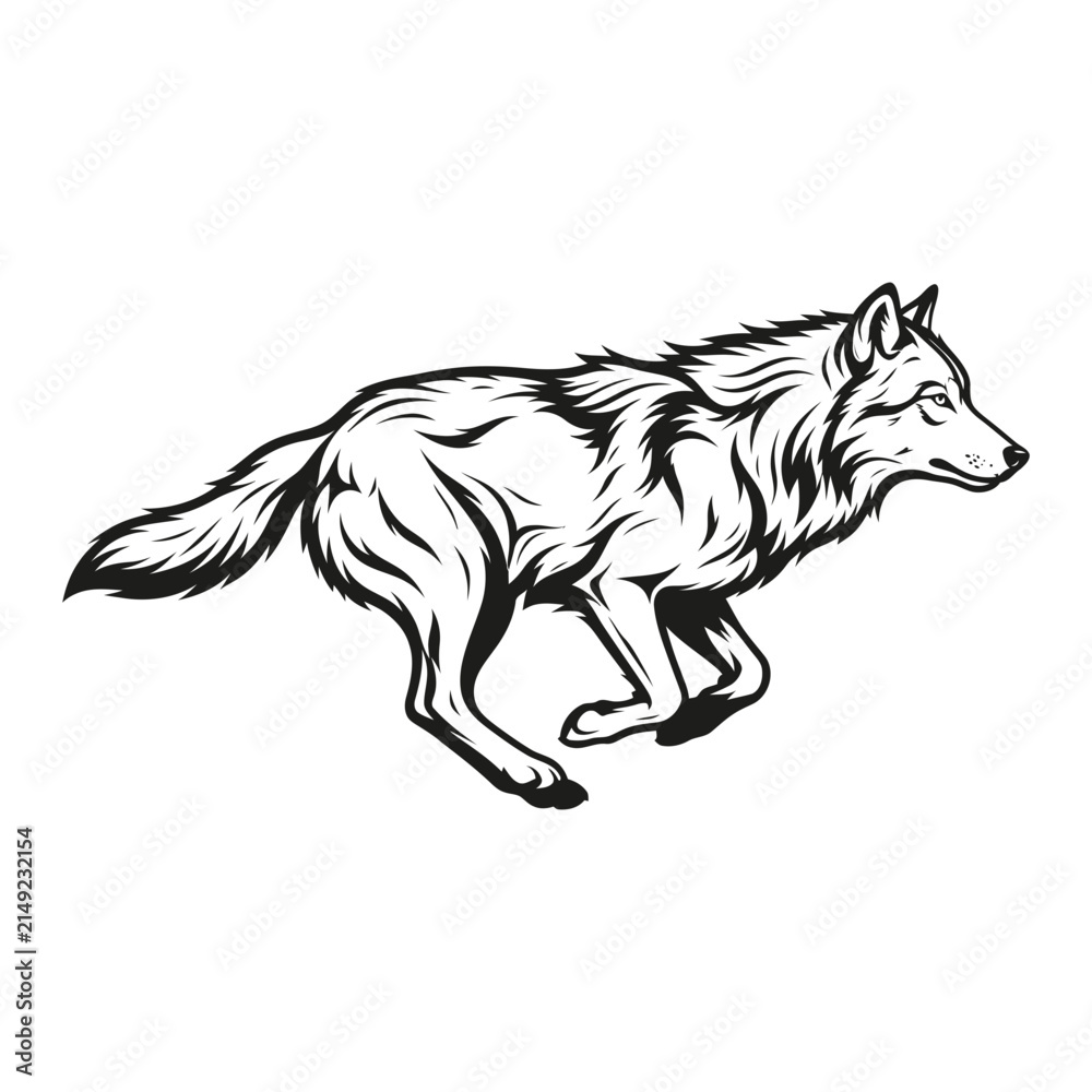 Obraz premium Running gray wolf side profile graphic illustration with wildlife predator illustration monochrome