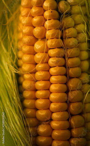 Close-up of a ripe head of corn in the leaves on a bed. Macro photography.