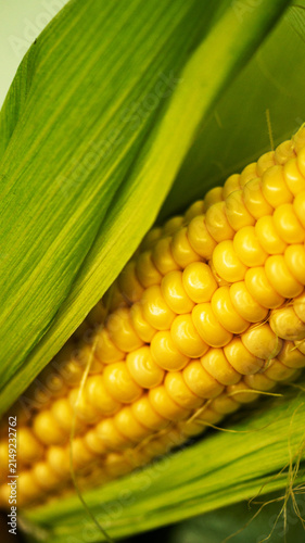 Close-up of a ripe head of corn in the leaves on a bed. Macro photography.