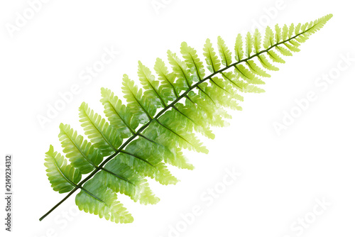 Green fern leaf isolated on transparent background fresh tropical foliage plant frond.