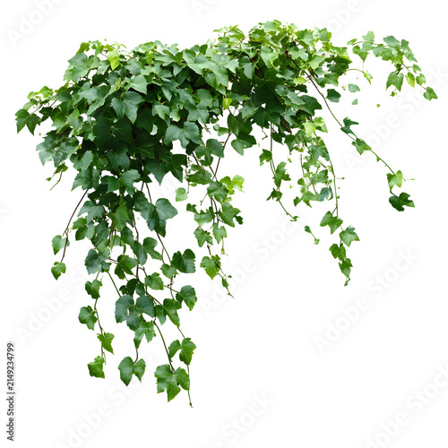 Green ivy plant hanging and climbing on transparent background.