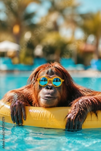 Funny orangutan wearing sunglasses relaxing on yellow pool float in summer