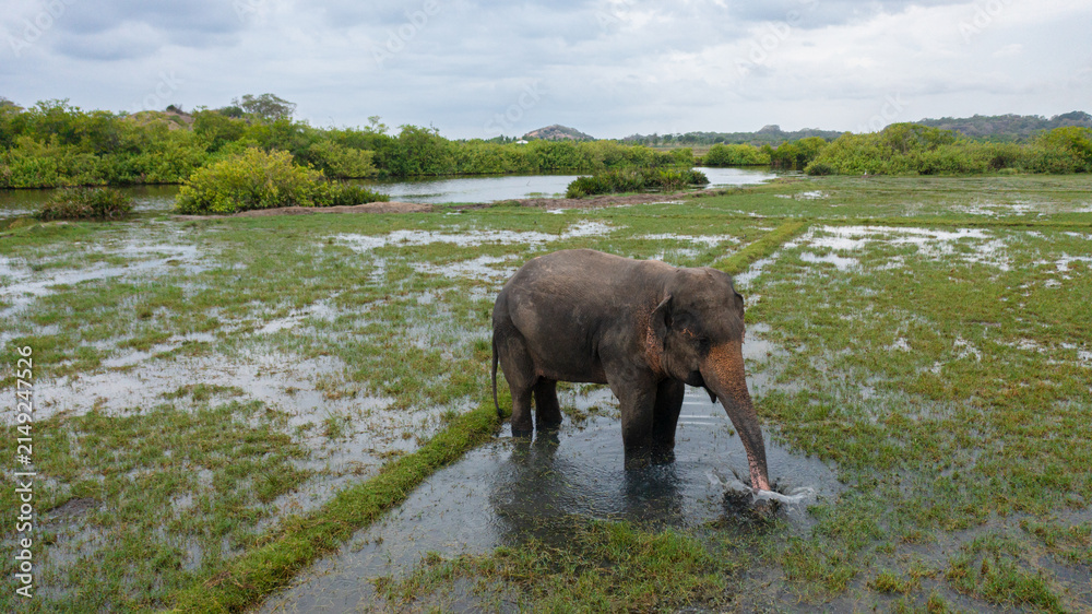 Obraz premium Aerial view of elephant in a flooded rice field feeds on lush grass. Arugam Bay Sri Lanka.