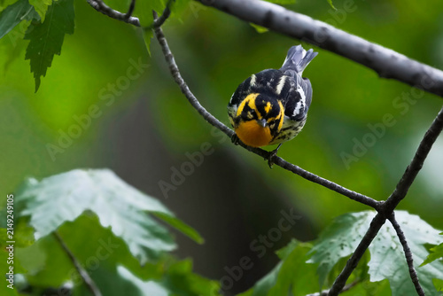 Male Blackburnian Warbler, Setophaga fusca, head on view