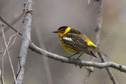 Male Cape May Warbler, Setophaga tigrina, perched