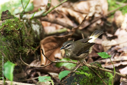 Buff-rumped Warbler, Myiothlypis fulvicauda, perched in a tree