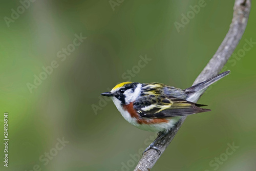 Male Chestnut-sided Warbler, Setophaga pensylvanica, perched in a tree