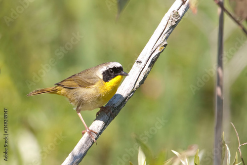 Common Yellowthroat, Geothlypis trichas, close up view