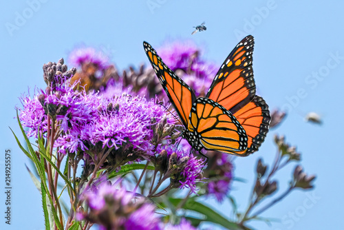Monarch butterfly and other pollinators on purple blooms with blue sky background.