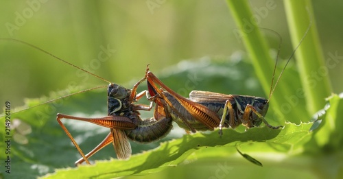Grasshoppers, deciduous locusts, Metrioptera roeselii, Roesel's bush cricket, Roeseliana roeselii, roesels bite scare, bog bush cricket, couple, ensifera, grasshoppers, grasshoppers, insects, copula, long-feeler scare, mating, couple, mating, couple, mating, pairing