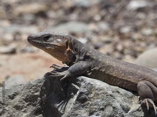 Side view of a Gran Canaria giant lizard (Gallotia stehlini) basking on a rock, Gran Canaria, Spain