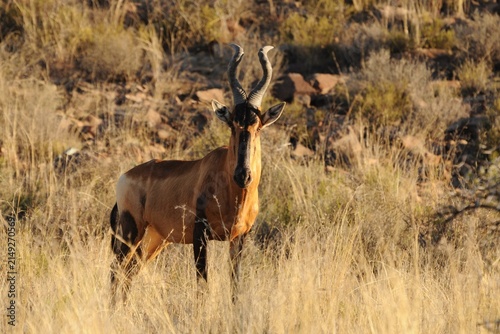 Canvas Print Cape hartebeest (Alcelaphus caama), also known as Red hartebeest or Caama harteb