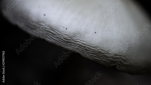 Close-up of the pale white cap of a forest mushroom. Macro.