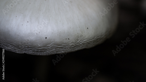 Close-up of the pale white cap of a forest mushroom. Macro.