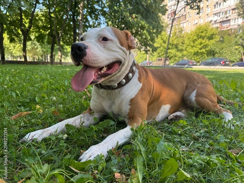 American Staffordshire Terrier dog resting on green grass in a city park on a sunny day