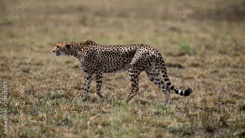 Cheetah female walking cautiously through Serengeti grassland in slow motion