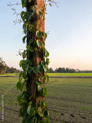 Creeper plant climbing on concrete pole in rural rice field