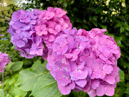 Fotografía 《Japan》Beautiful Blooming Hydrangea Flowers in Kamakura