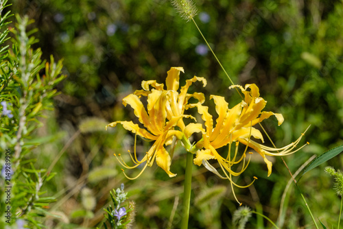 Fotografía Vibrant Yellow Spider Lily Blooming in Bright Autumn Sunshine with Green Nature