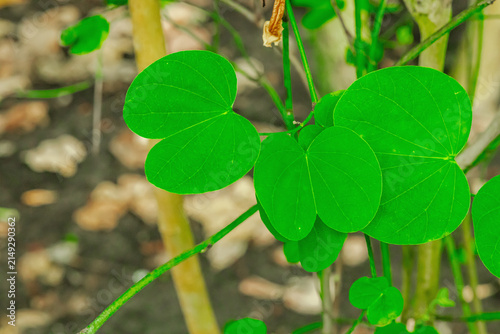 Canvastavla Bauhinia petersiana plant leaves with distinctive bilobed, heart-like shape