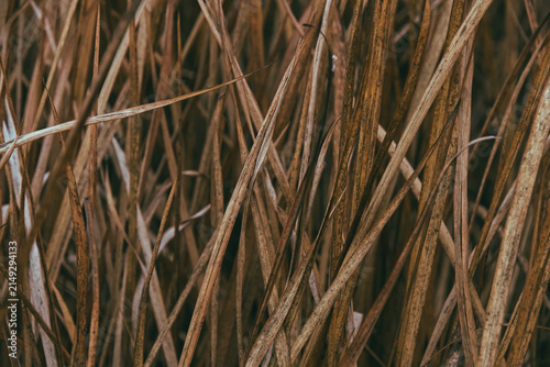Cuadro en lienzo Full frame background texture of dense dry wild grass blades in autumn field