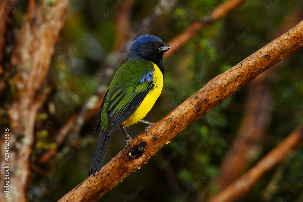 Obraz premium Black-chested mountain tanager (Cnemathraupis eximia chloronota) perched on a twig at Reserva Yanacocha, Pichincha, Ecuador