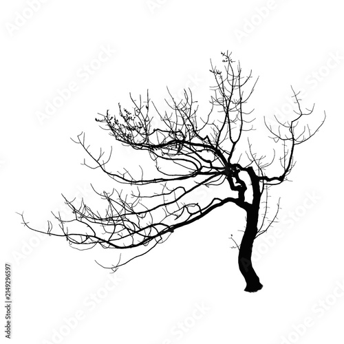 Leafless Winter Tree with Intricate Bare Branches, Nature Silhouette Illustration