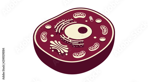 Animal Cell Structure Diagram Isolated on Transparent Background
