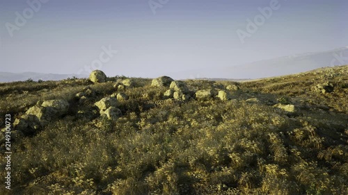 Sunlit scrubland ridge with yellow blooms and scattered boulders, ecologist field survey setting with textured lichen, lowangle warm light, wide horizon