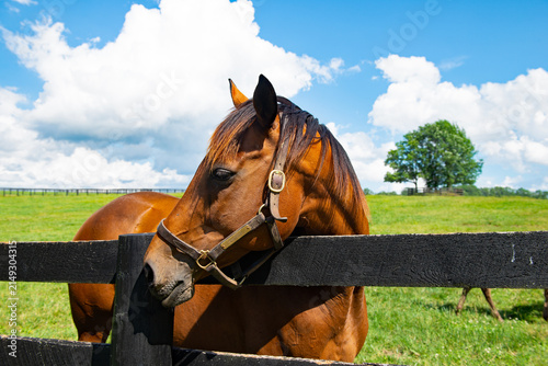 Horse looking over a fence on a Kentucky horse farm