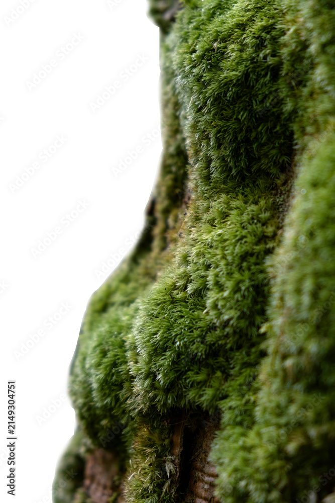 Fototapeta premium Close-up of thick soft green moss growing on a tree trunk isolated on a transparent background.