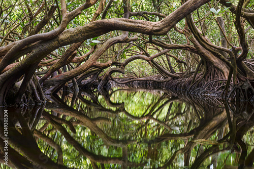 Dense mangrove branches arching low over dark still water that mirrors the tangled roots and green canopy
