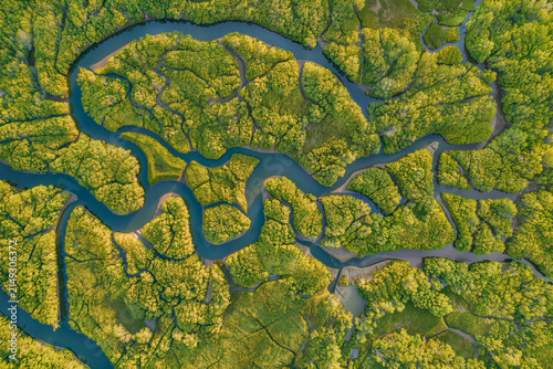 Top down aerial view of a tidal river meandering in tight loops through a vast unbroken mangrove forest