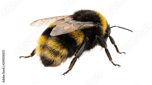 Cuadro en lienzo Fuzzy bumblebee from above, showing striped abdomen and translucent wings, insect detail