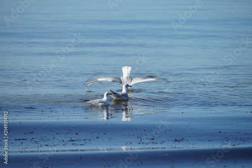 Mouette dans l'eau .