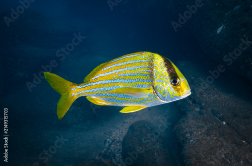 Porkfish / Sweetlips