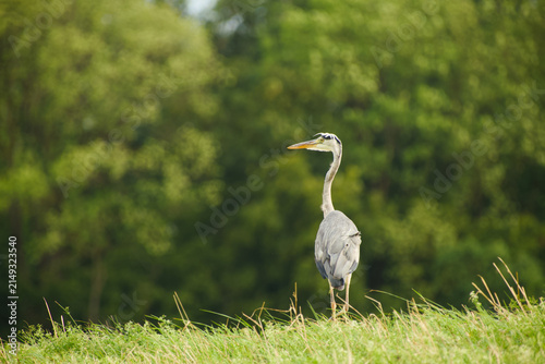 Fotografie Grey heron standing on a grassy hill with slightly ruffled feathers
