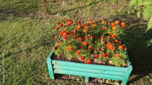 Фотография flowerbed in the park
