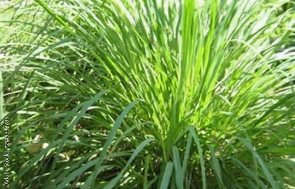 Fototapeta premium lemongrass plant