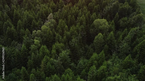 Aerial drone view of amazing green coniferous forest at summer time. Concept wanderlust adventures and environment. Tree peaks stand out, pristine and untouched natural reserve