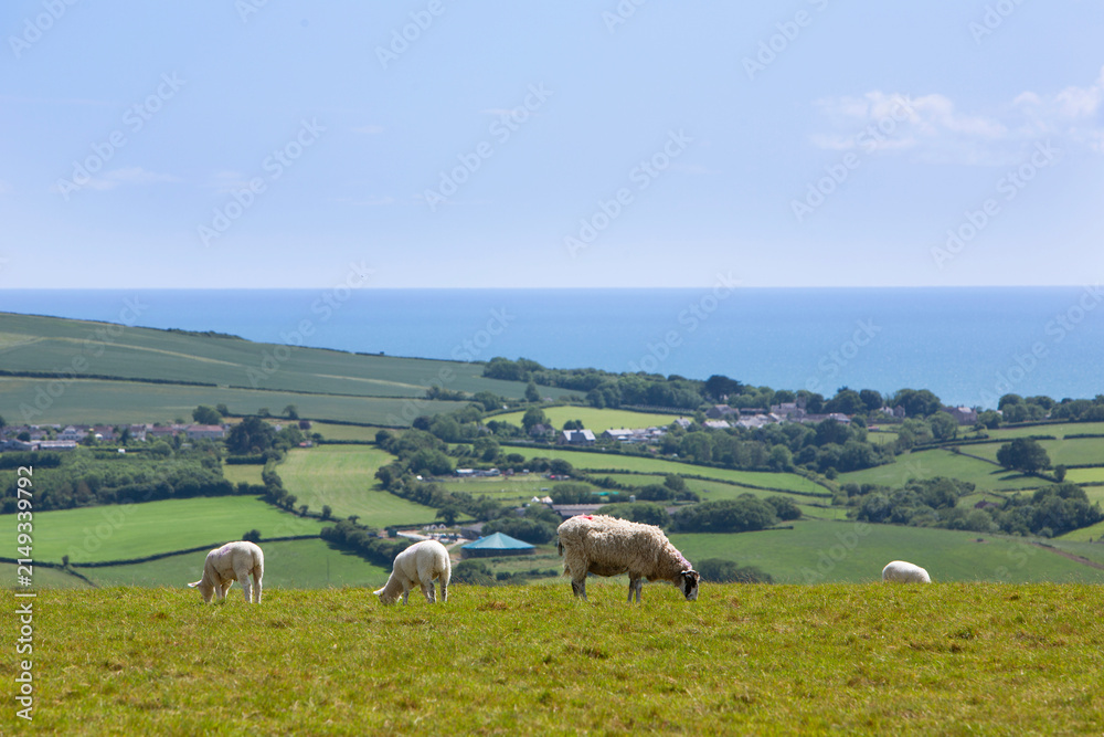 Fototapeta premium lambs and sheep in one of many meadows in south dorset