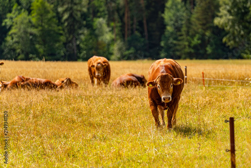 Brown Cattle Herd Grazing on Dry Summer Pasture Meadow in Germany