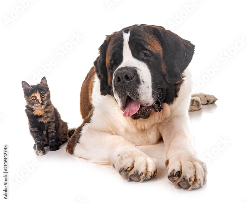 Foto saint bernard and kitten